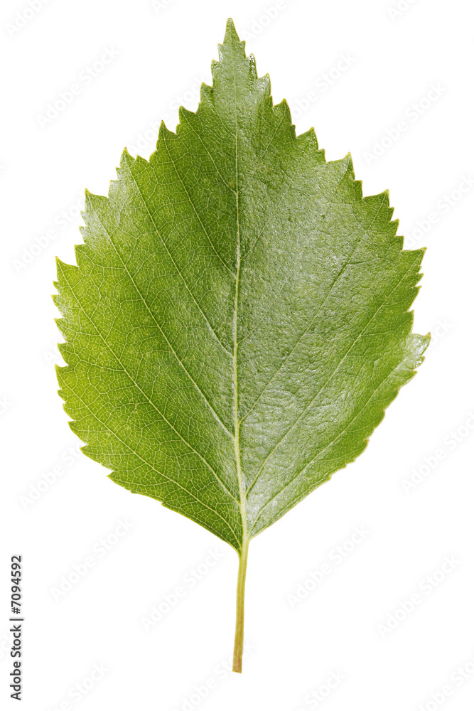 Fototapeta premium Birch leaf