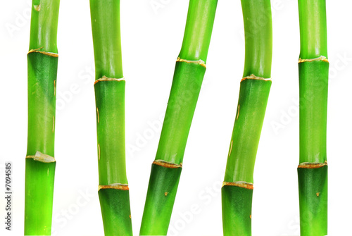 Oriental Bamboo