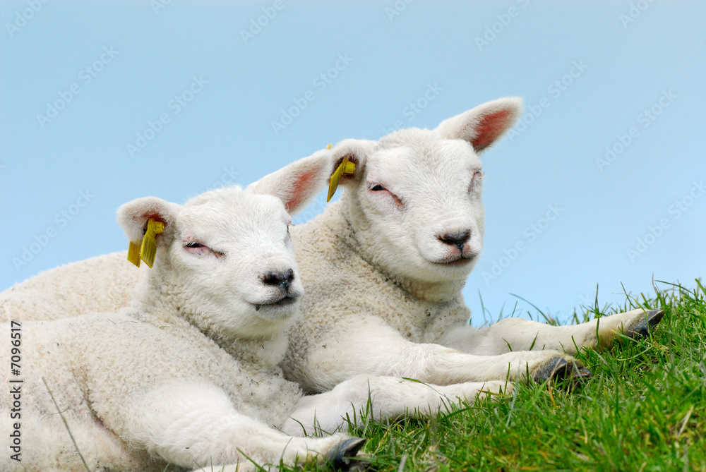 Obraz premium cute lamb