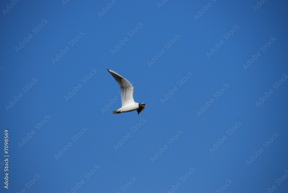 gull gull