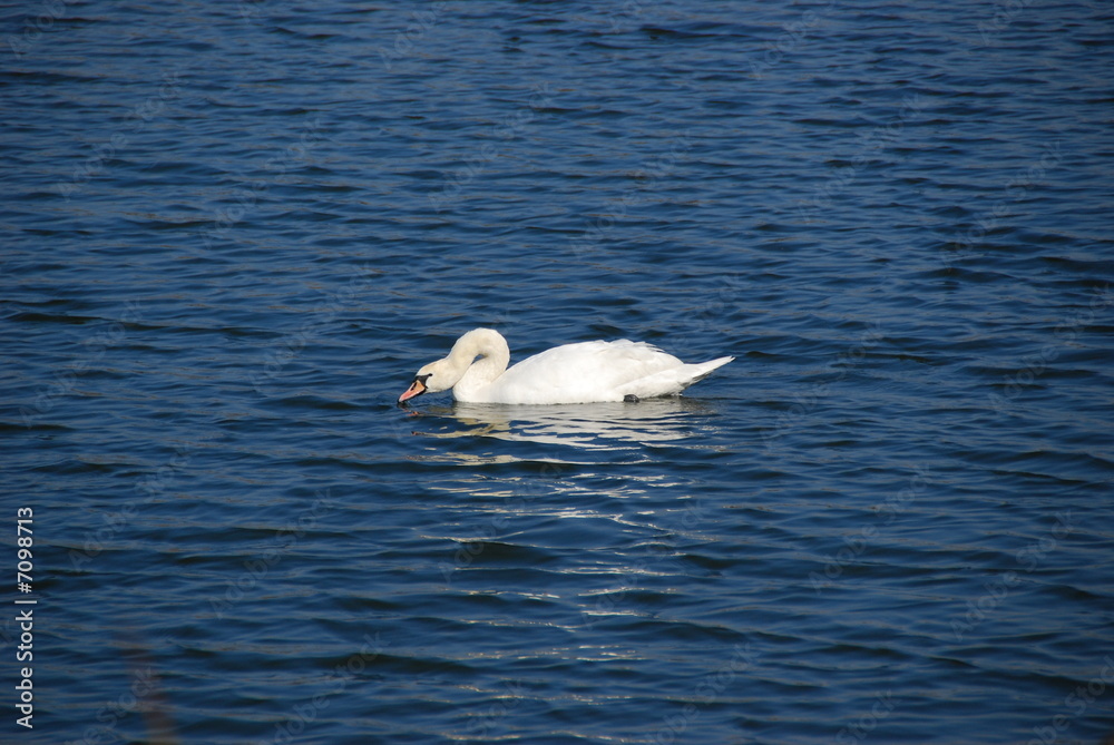 Fototapeta premium swan