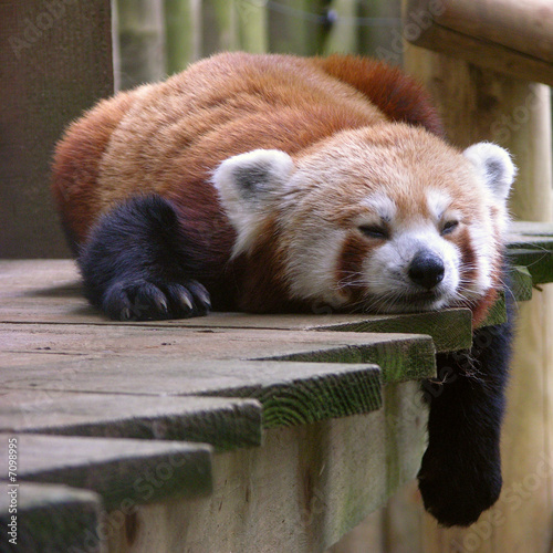 Fotografie Redpanda