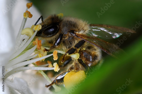 Abeille en train de butiner