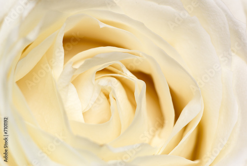 Cream rose.