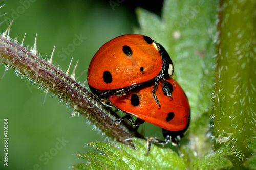 Accouplement de coccinelles