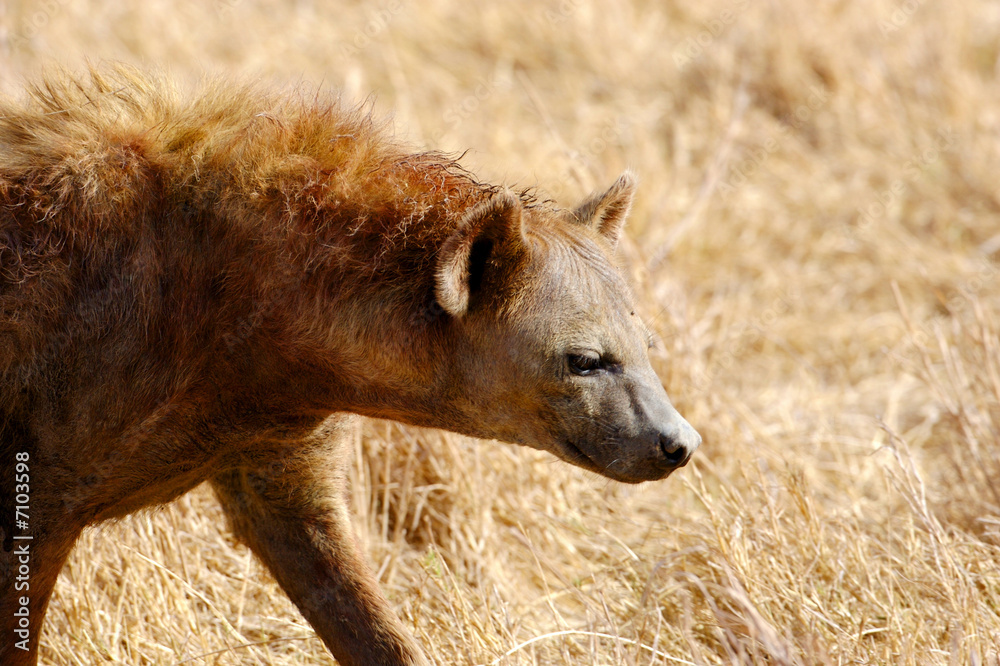 Fototapeta premium African Hyena