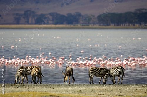 Ngorongoro Crater Wildlife