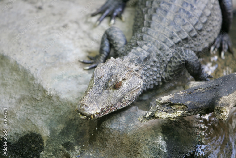 Naklejka premium caiman on the rocks