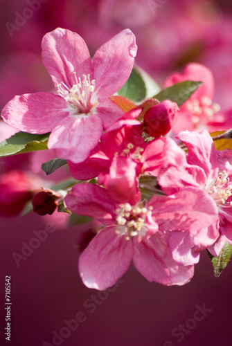 Crabapple Blossom 2 © Ralph Petty