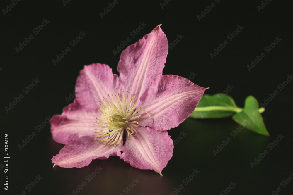 Flower of clematis isolated on black Flower of clematis isolated on black