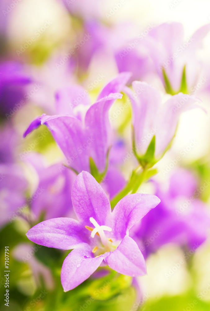 Beautiful pink flowers Beautiful pink flowers