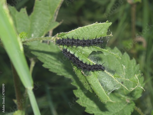 Butterfly's larva moderate climate of Russia 2