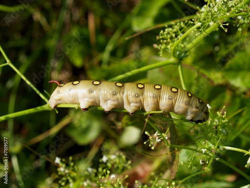 Butterfly's larva moderate climate of Russia 6