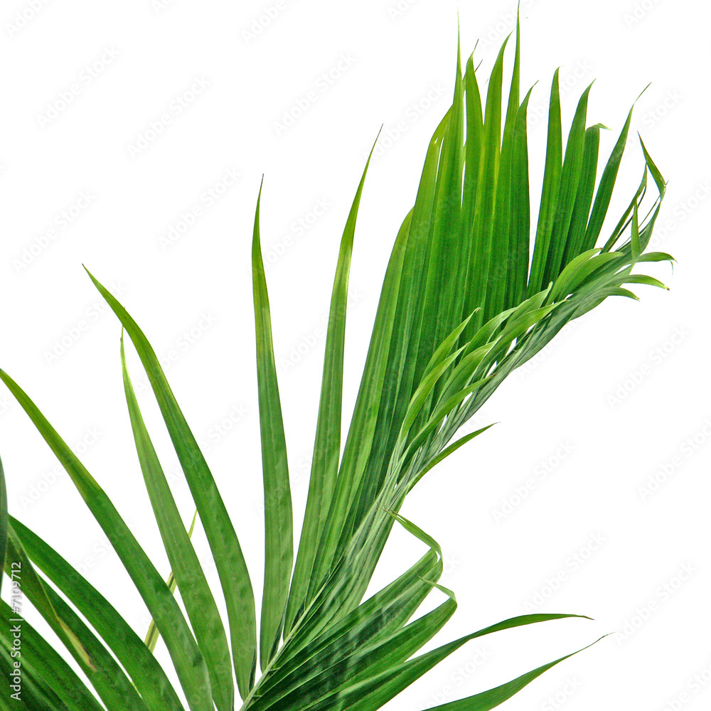 bout de palme bout de palme