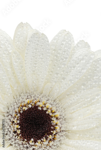isolated gerbera flower