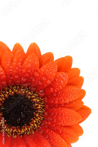isolated gerbera flower