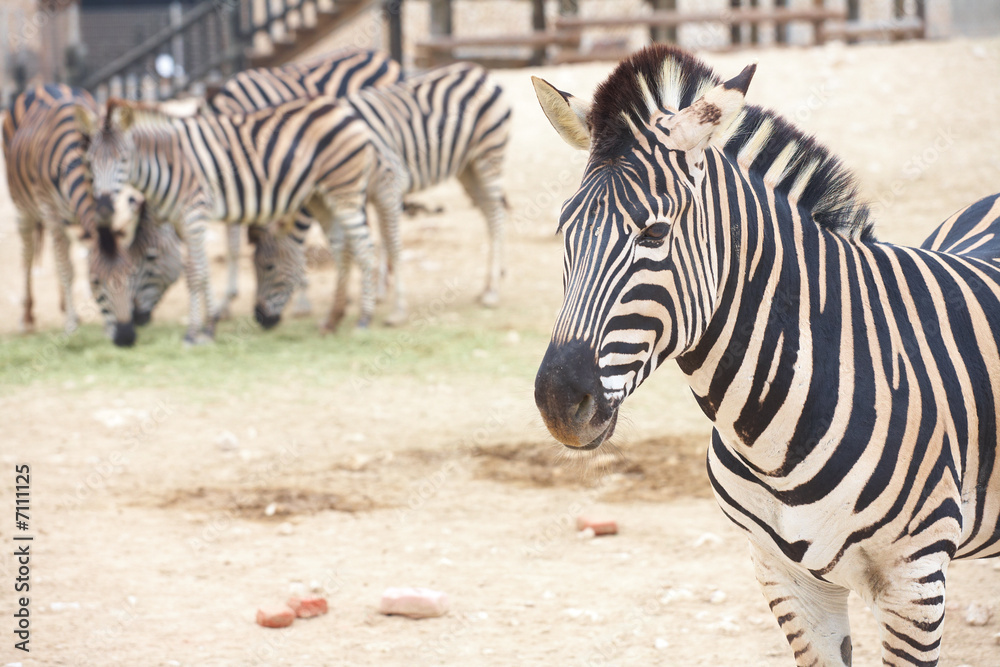 Zebra and herd