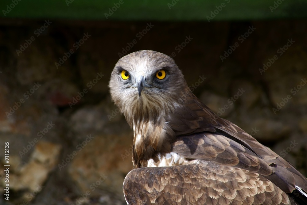Obraz premium buzzard with beautiful eyes