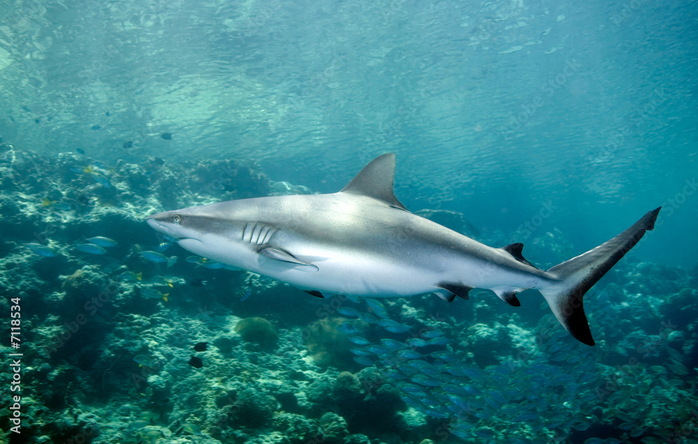 Fototapeta premium shark swimming underwater