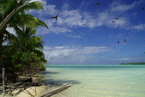 Oiseau survolant le lagon dans le pacifique photo