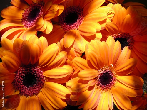 Orange Gerberas