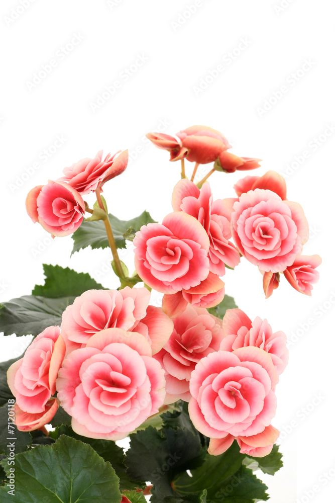 begonia elatior begonia elatior