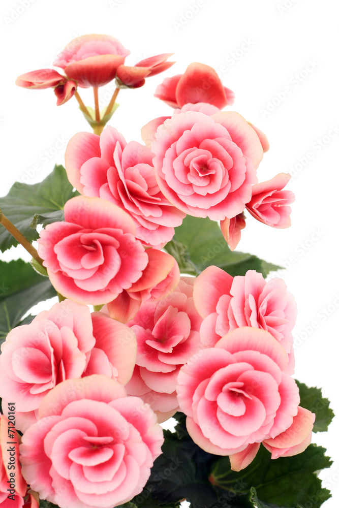 begonia elatior begonia elatior