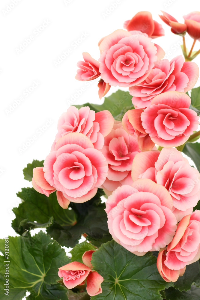 begonia elatior