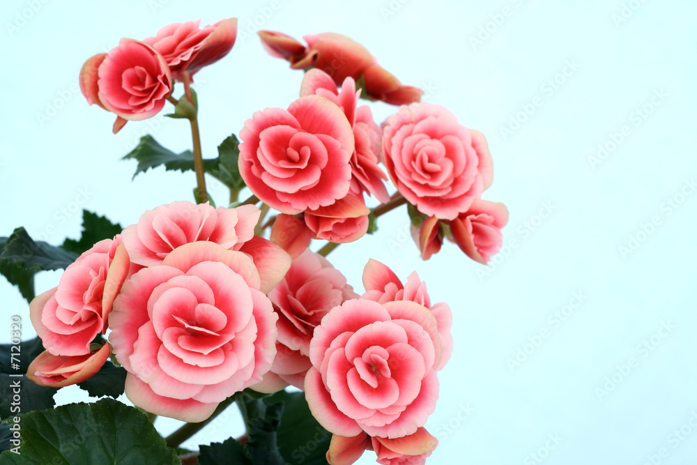 begonia elatior begonia elatior