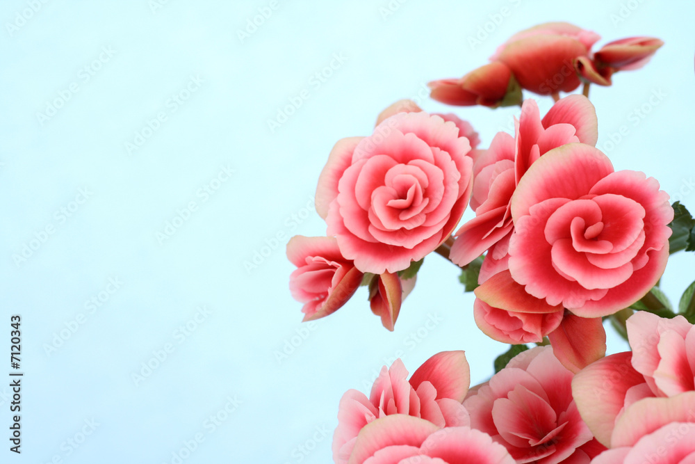 begonia elatior begonia elatior