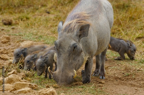 Warthog photo