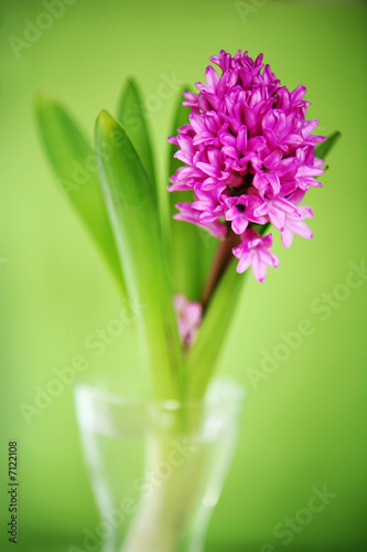 Hyacinth