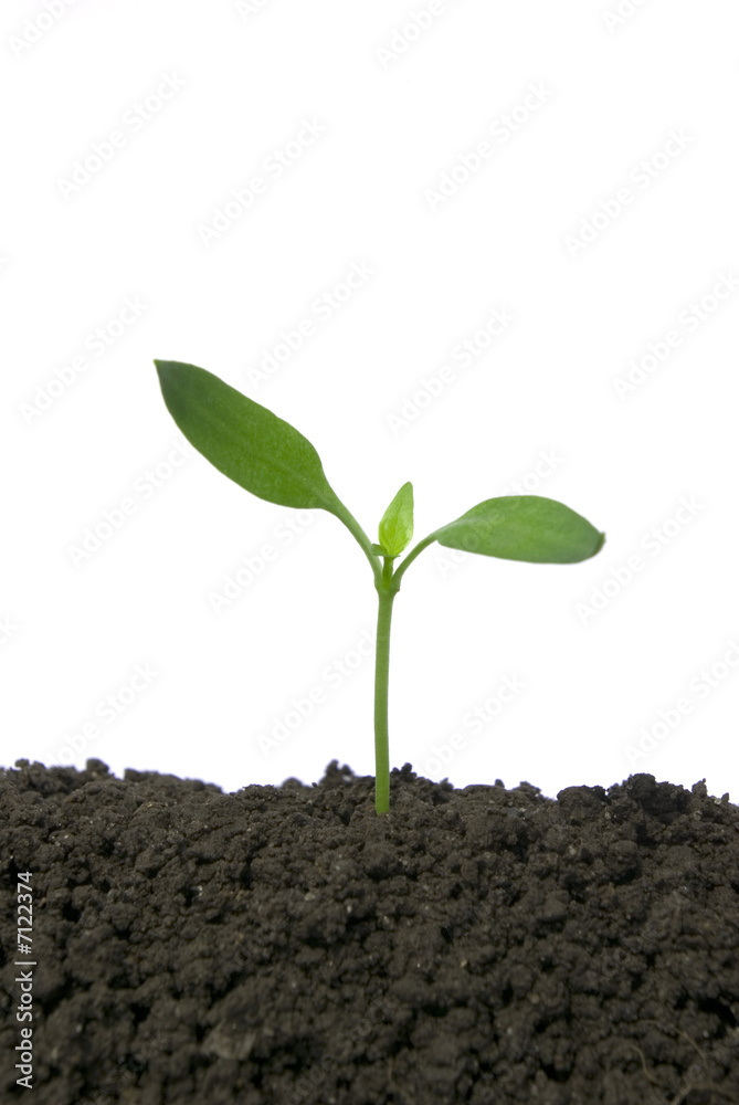 new life