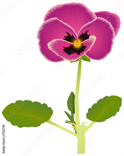 Flower of violet with leaf isolated on white 
