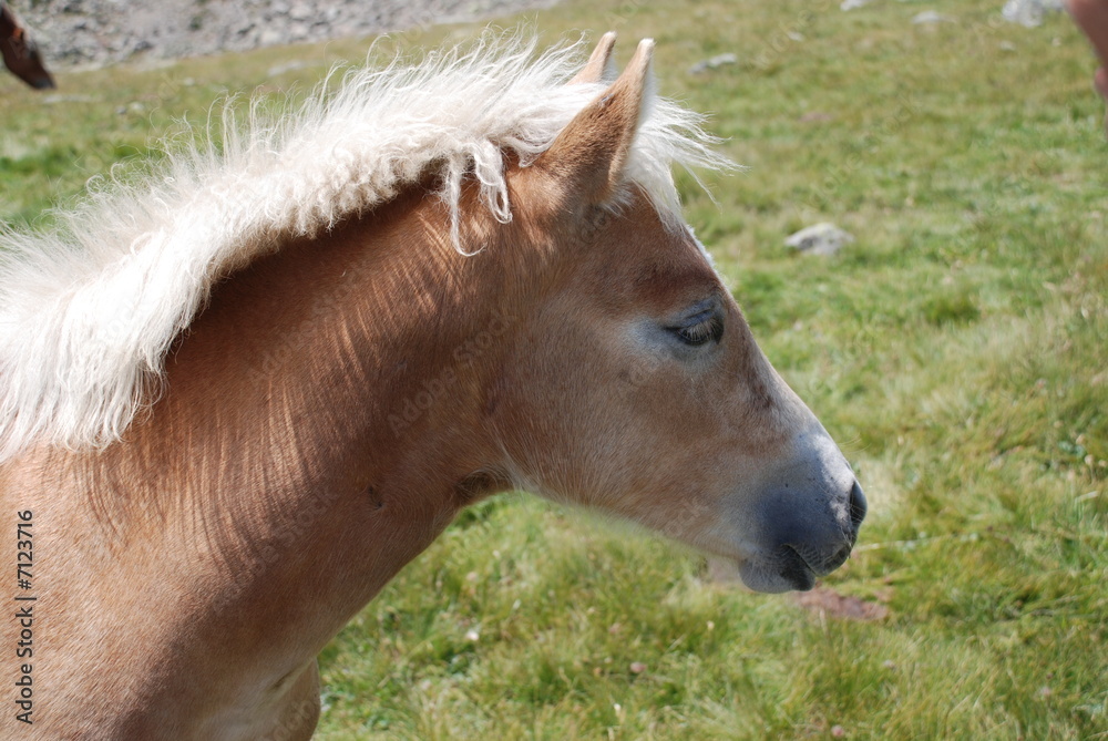 Fototapeta premium Haflinger