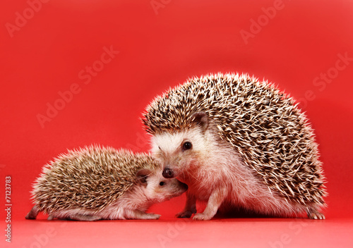 Obraz na plátne mother and baby hedgehog