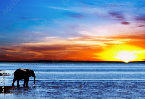 Drinking elephant silhouette