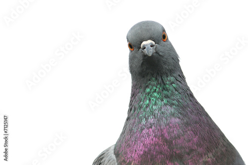 Isolated portrait of pigeon