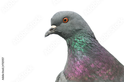 Isolated portrait of pigeon