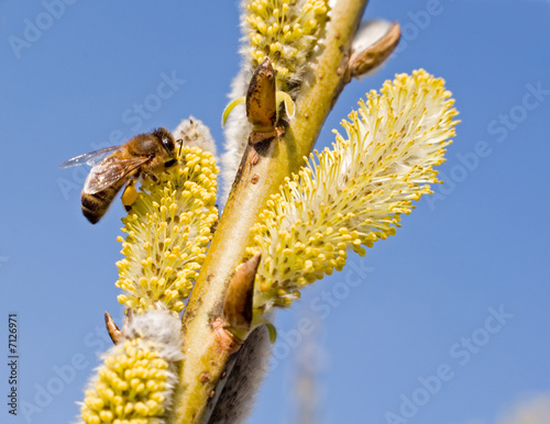 Slika na platnu Catkins and bee