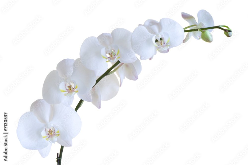 Stem of white orchids isolated on white background