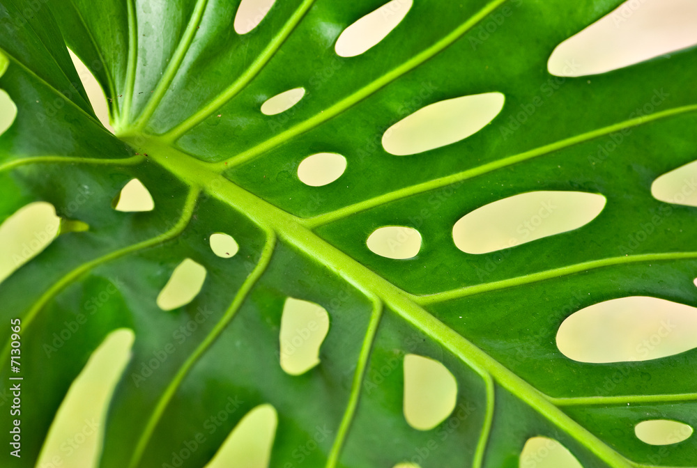 palm leaf palm leaf