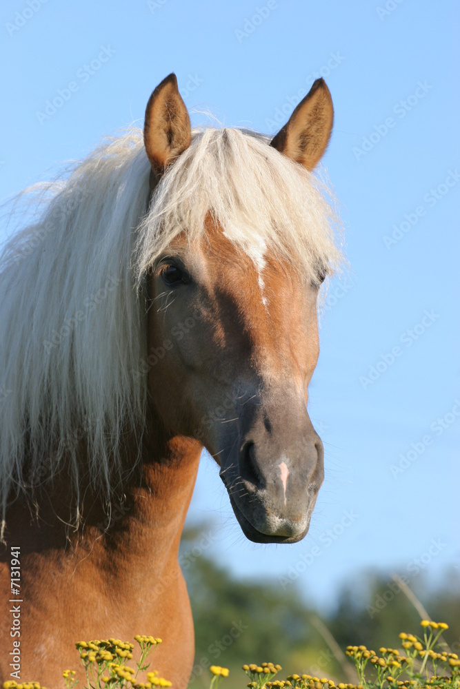 Naklejka premium Pferd - Haflinger