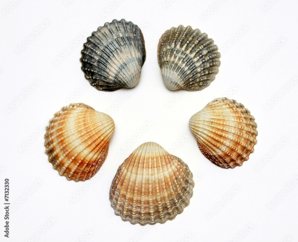 Bunch of exotic seashells, isolated on white Bunch of exotic seashells, isolated on white