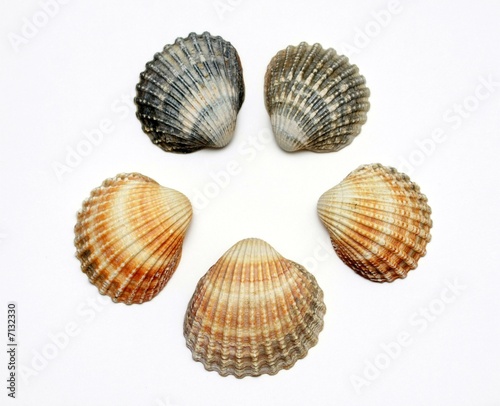 Bunch of exotic seashells, isolated on white