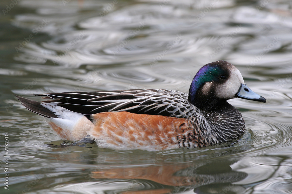 Obraz premium Anatide