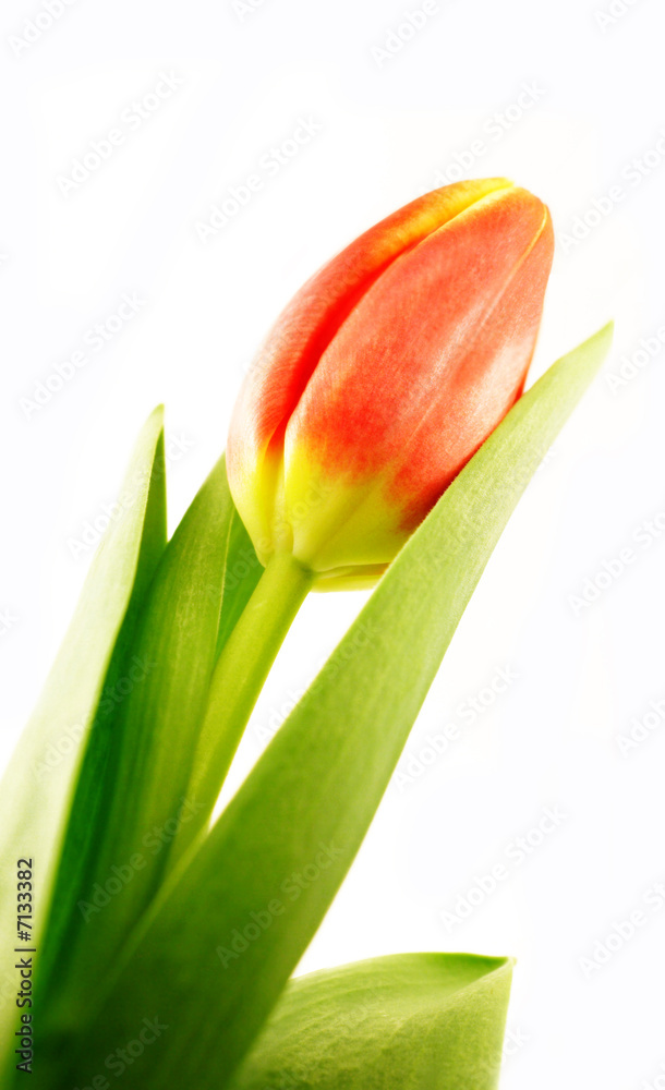 Naklejka premium Tulpe, einzeln