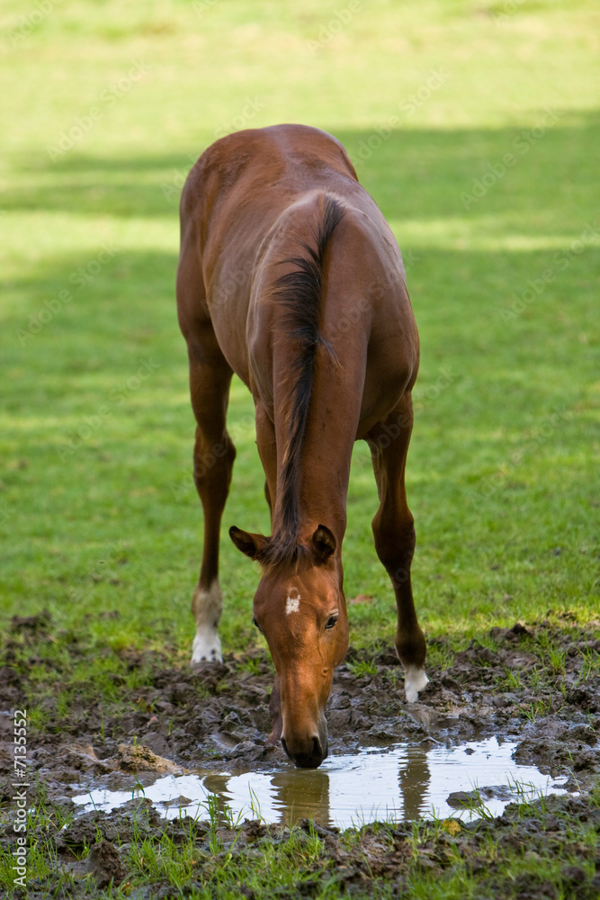 Fototapeta premium Fohlen