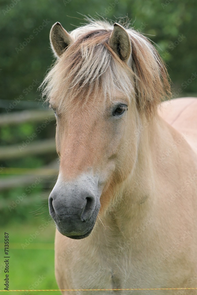 Fototapeta premium Pferd - Fjordpferd
