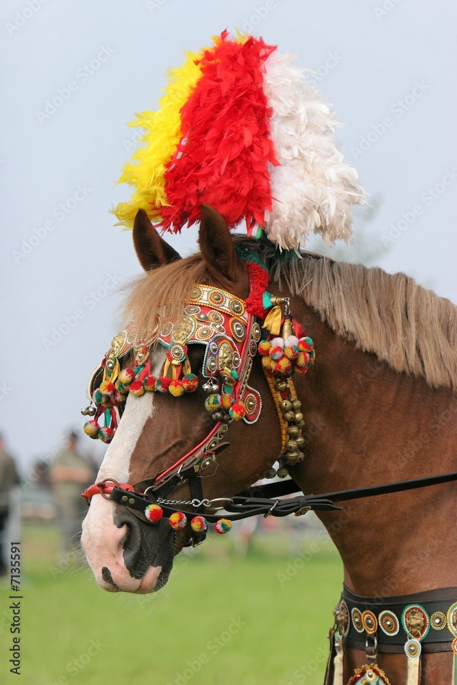 Pferd mit orientalischem Kopfschmuck